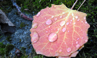 Naturfoto-Tropfen auf einem Blatt +anklicken+